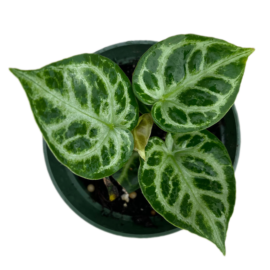 anthurium silver blush care Anthurium Silver Blush (seedling) — Ecuagenera USA Corp