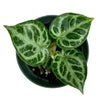 Anthurium Silver Blush (seedling)