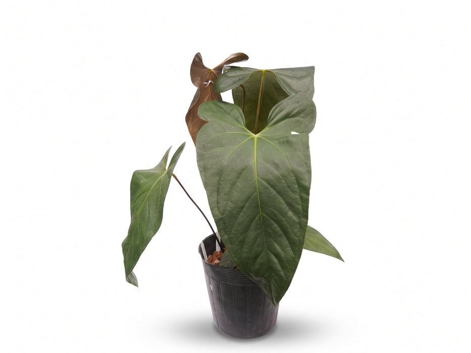 Anthurium A Black Soul