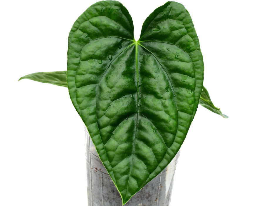 Anthurium After Midnight