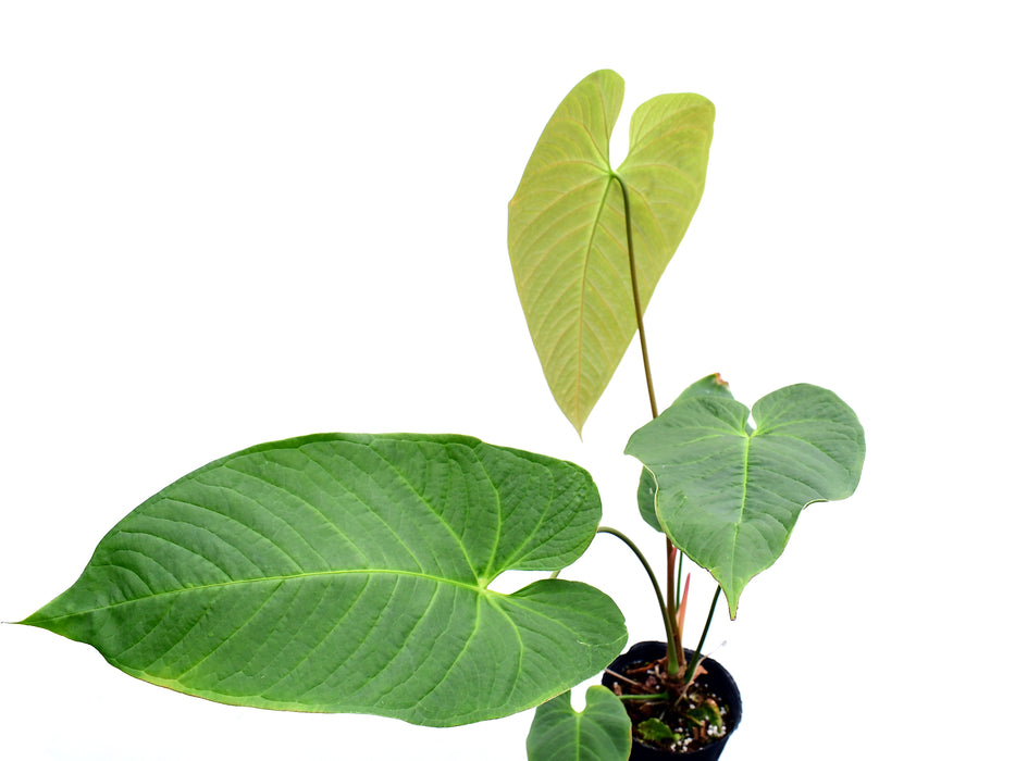 Anthurium Alton Tran