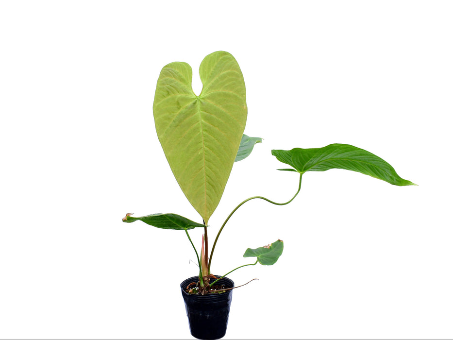 Anthurium Alton Tran