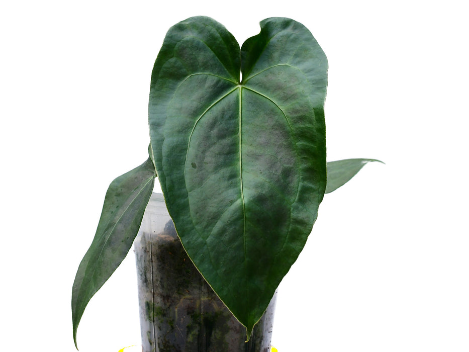 Anthurium Amazon Beauty