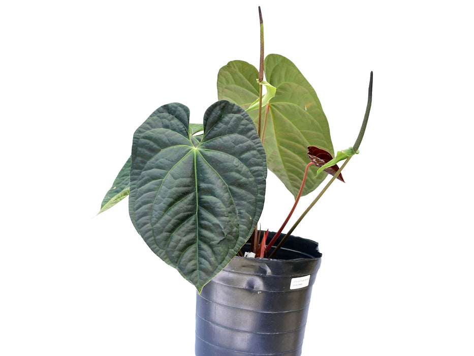 Anthurium Amazon Beauty (Big)