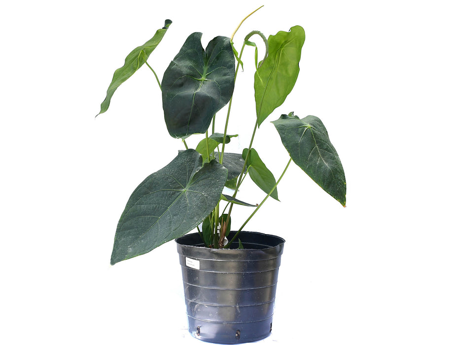 Anthurium Amazon Beauty (Big)