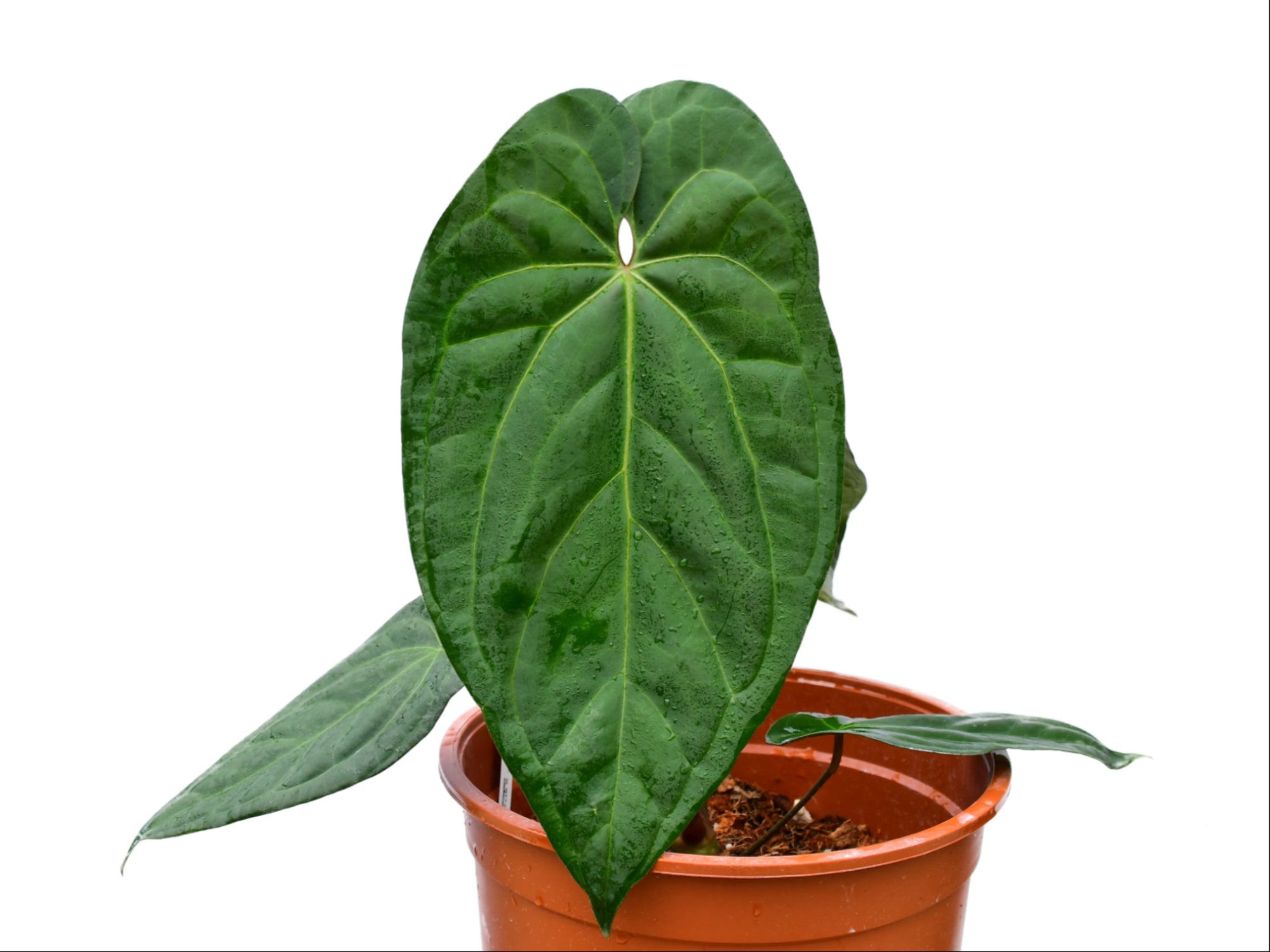 Anthurium Amazon Fox - White Veined Hybrid | Ecuagenera USA