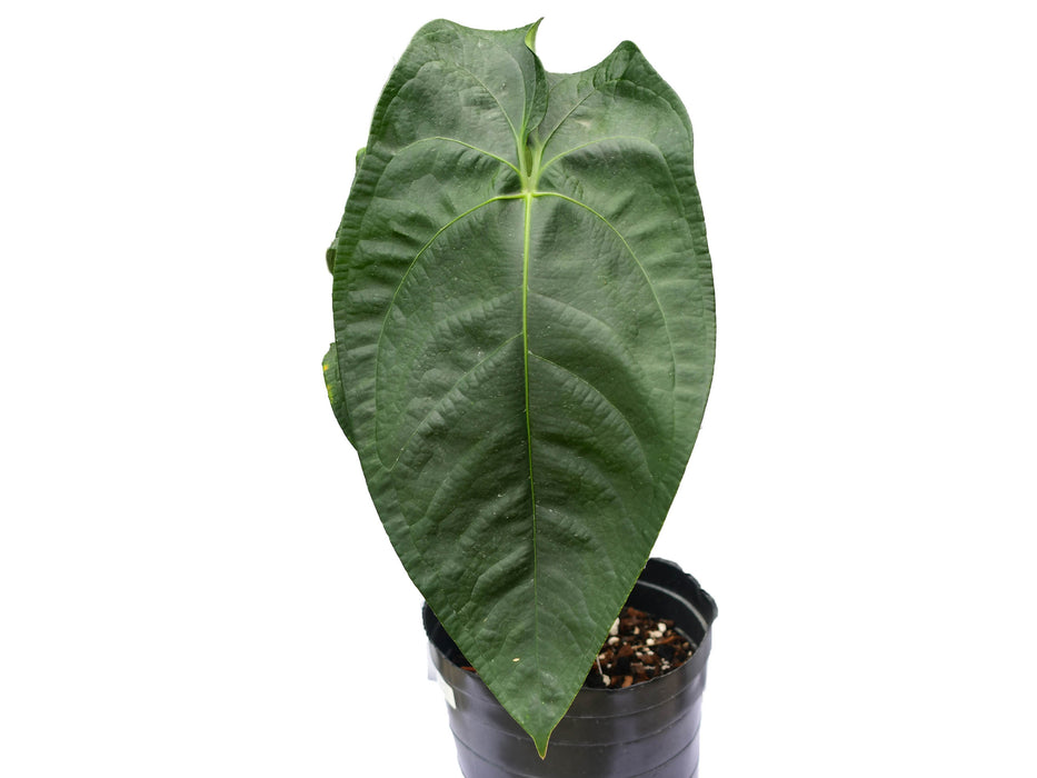 Anthurium Amazon Joy (Big)