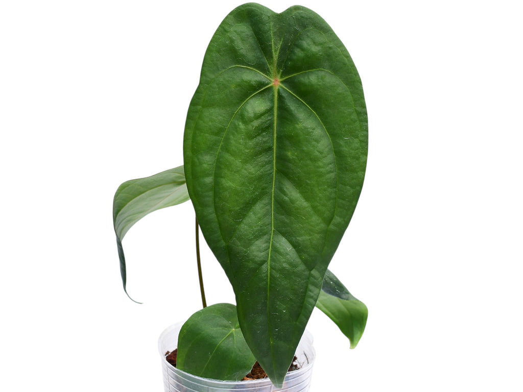 Anthurium Amazon Joy Inverse - Velvety Textured Hybrid