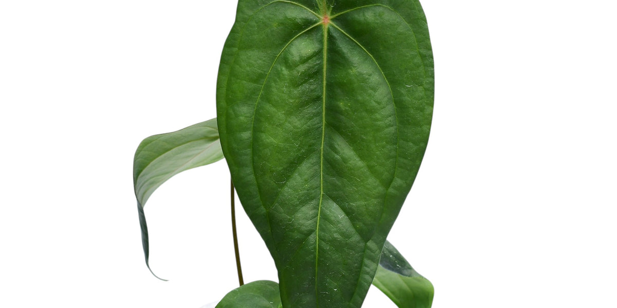 その他観葉植物 Anthurium amazon force Anthurium Amazon Joy Inverse - Velvety Textured Hybrid