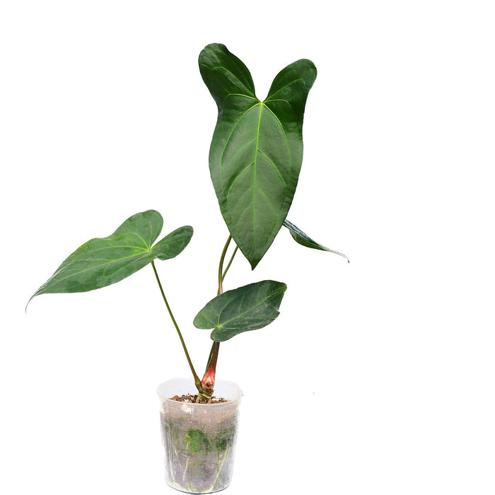 Anthurium Amazon Rabbit (XS)