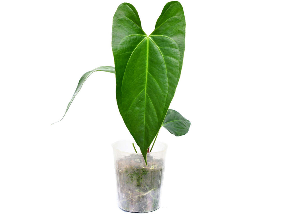Anthurium Amazon Night Fox