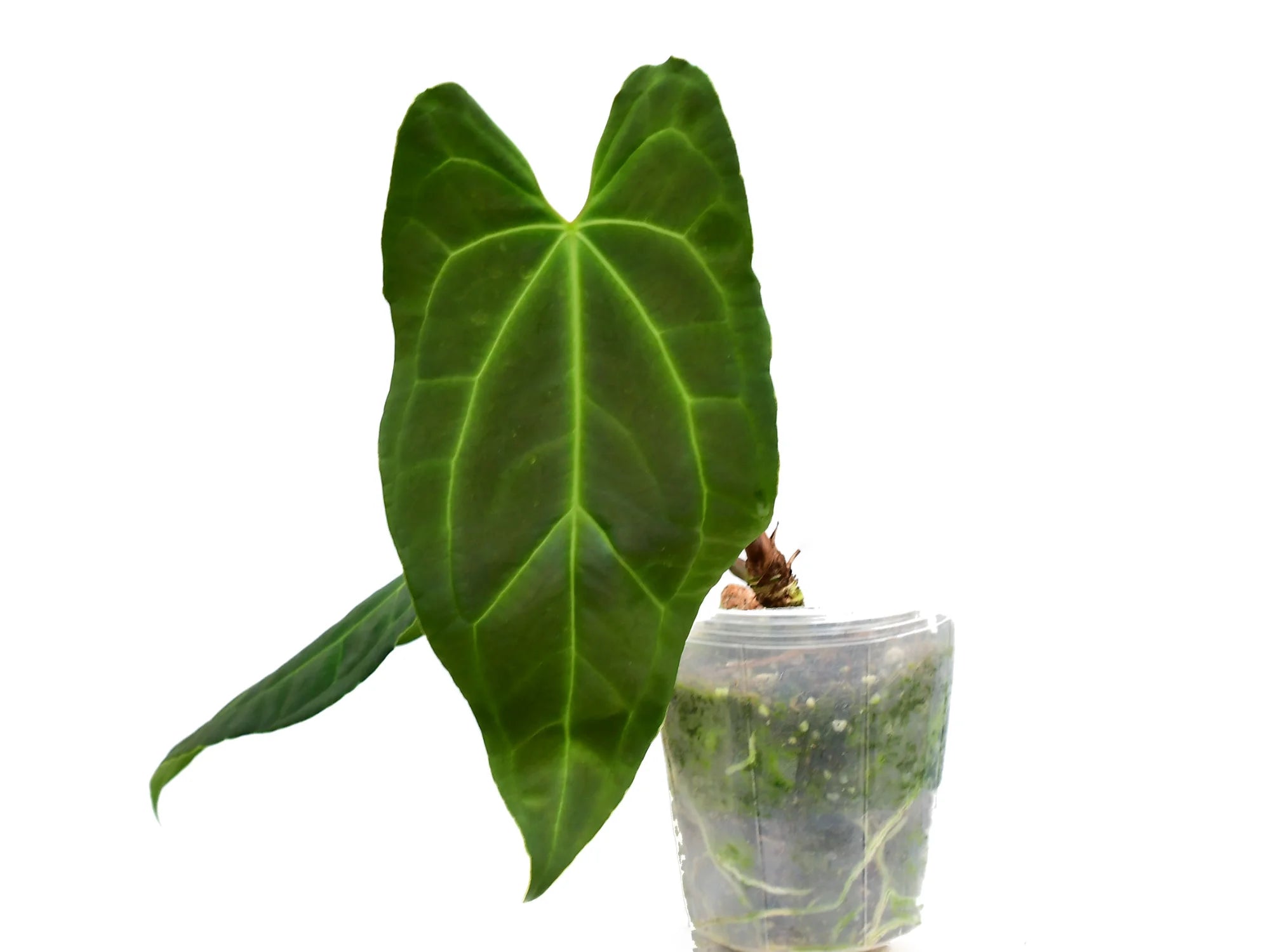 anthurium dutchquest Anthurium Andean Magic — Ecuagenera USA Corp