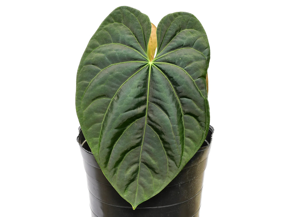 Anthurium Andean Moon (seedling)