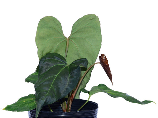 anthurium andean moon Anthurium Fantasia de la Luna