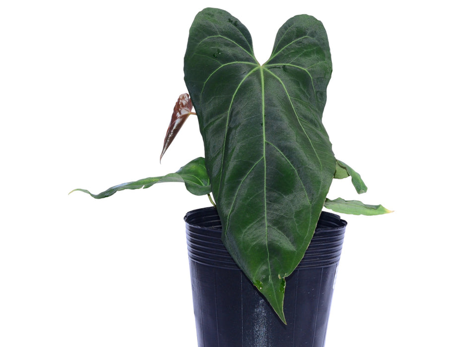 anthurium fantasia Anthurium Fantasia de la Luna