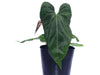 Anthurium Fantasia de la Luna