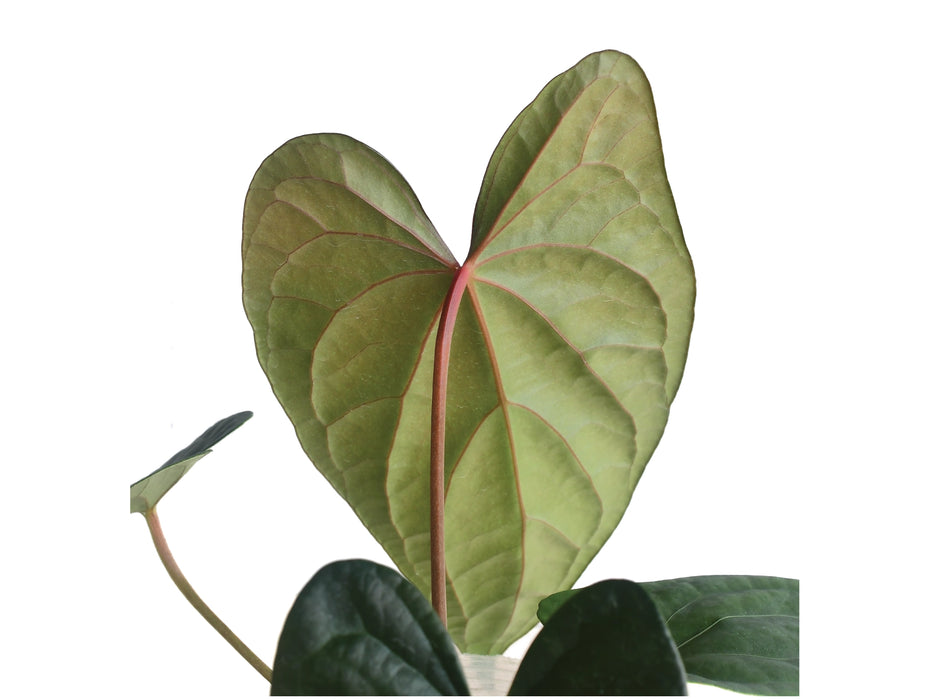 Anthurium Moonlight In The Jungle
