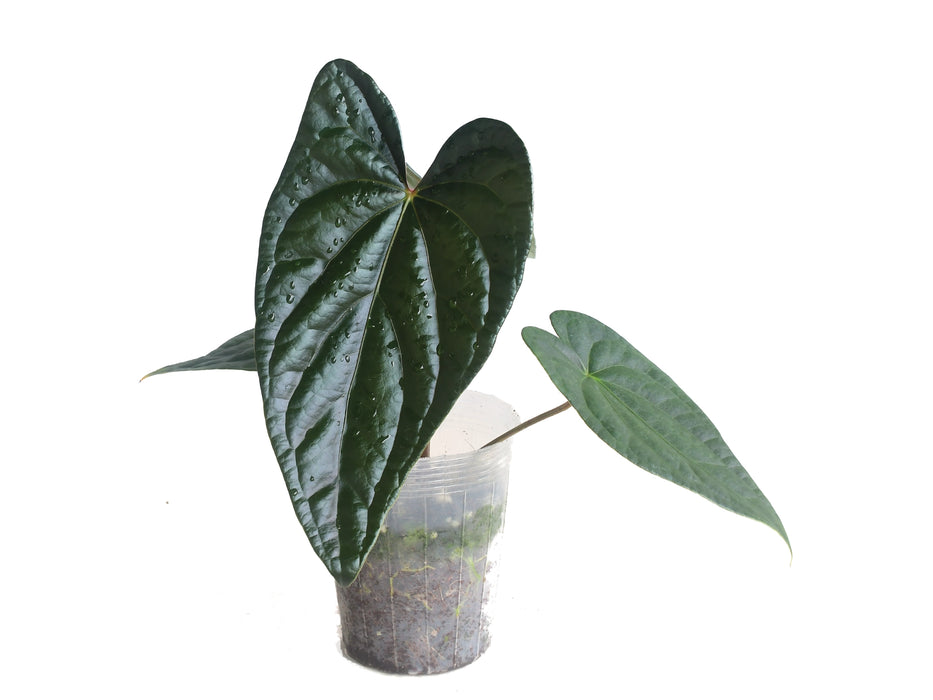 Anthurium Moonlight In The Jungle