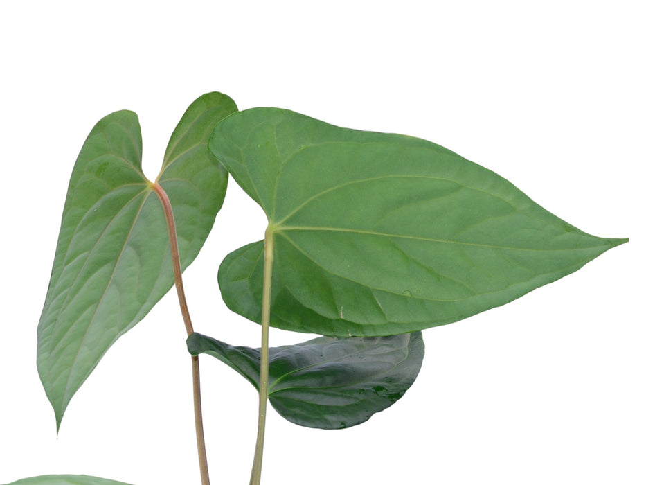 Anthurium Moonlight in the Jungle (rec.)