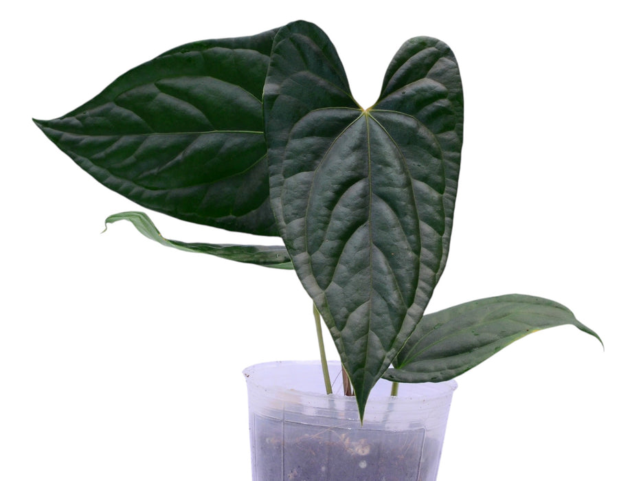 Anthurium Moonlight in the Jungle (rec.)