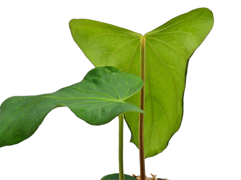Anthurium Andean Night