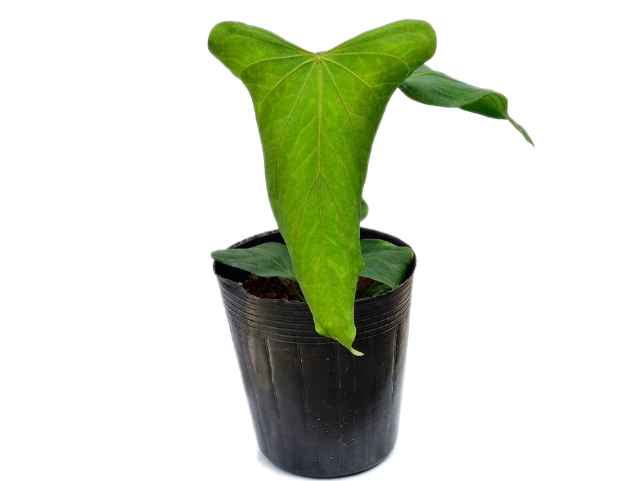 Anthurium Andean Night