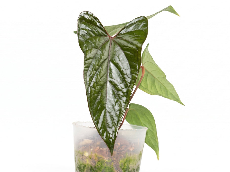 Anthurium Andean Night x Anthurium Luxury Jungle (seedling)
