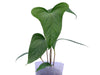Anthurium One Night in Morona