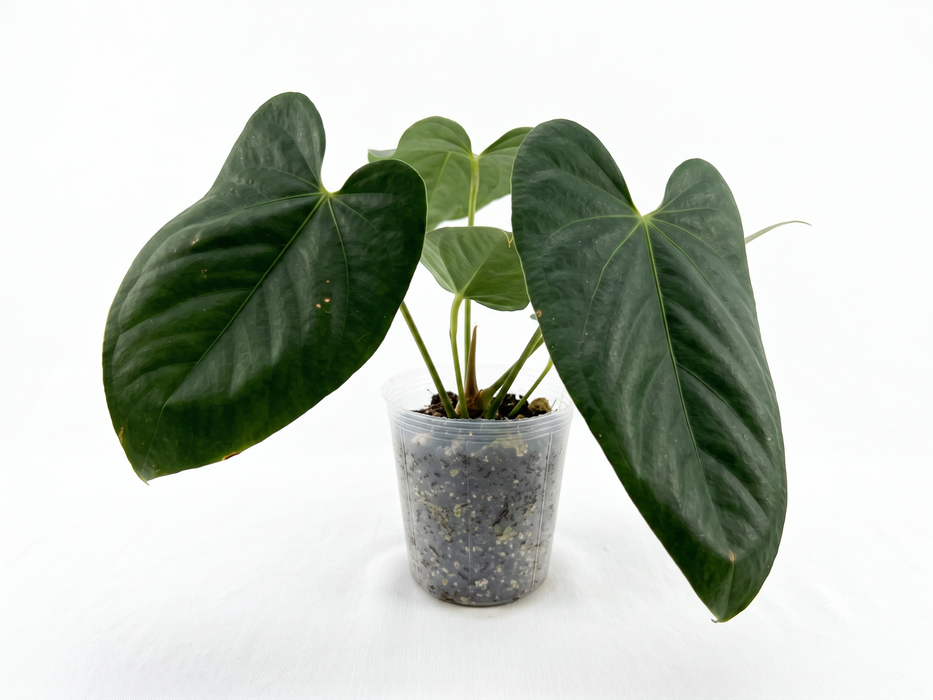 Anthurium Angélit of Panama