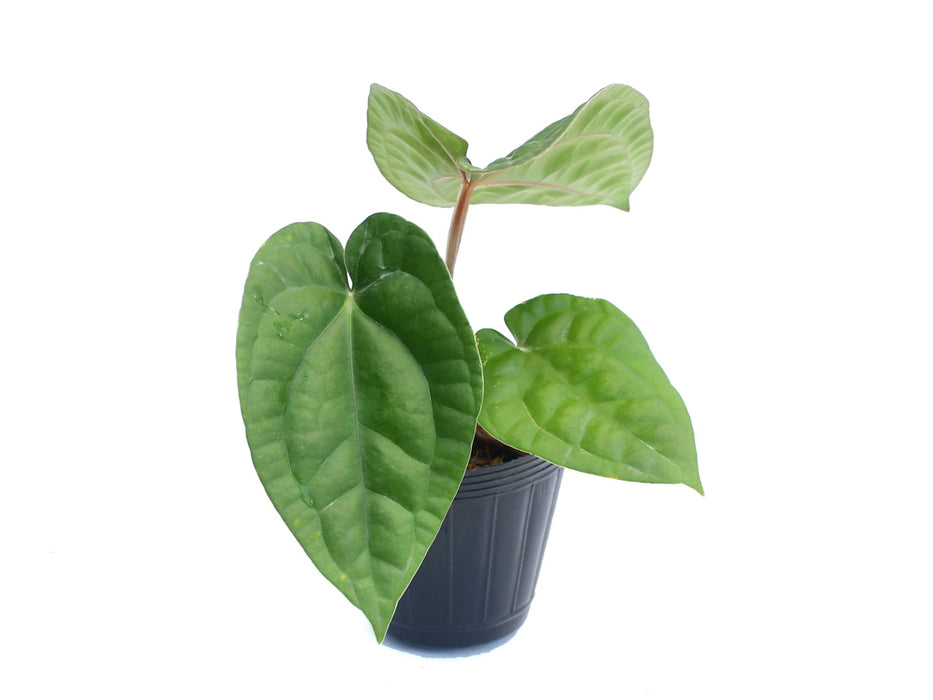 Anthurium Arquimedes in Luxury