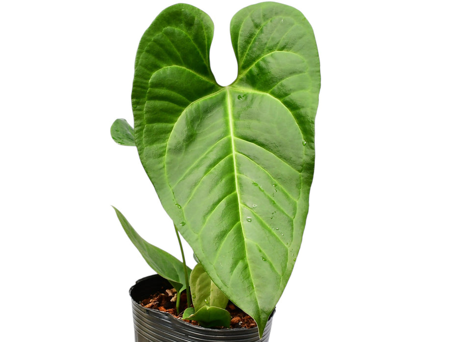 anthurium beauty Anthurium Beautiful Wonder — Ecuagenera USA Corp