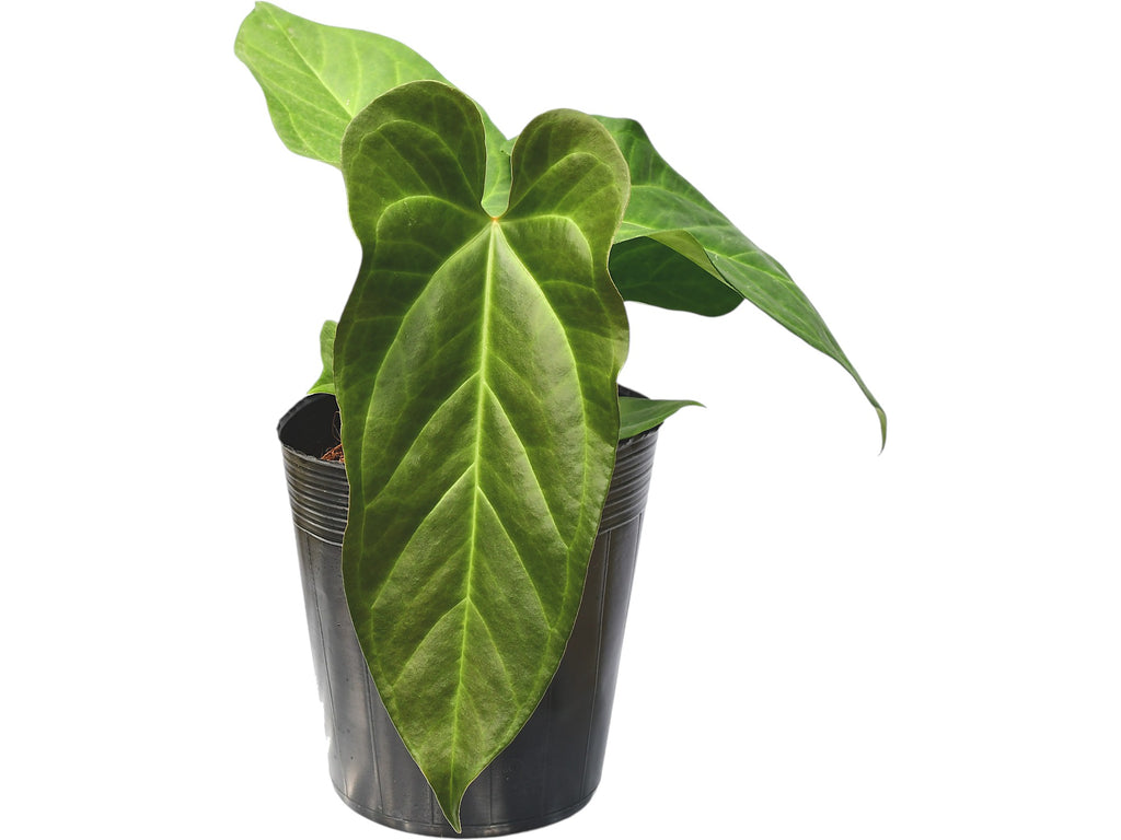 Anthurium Beautiful Wonder 'Inverse crossing' — Ecuagenera USA Corp