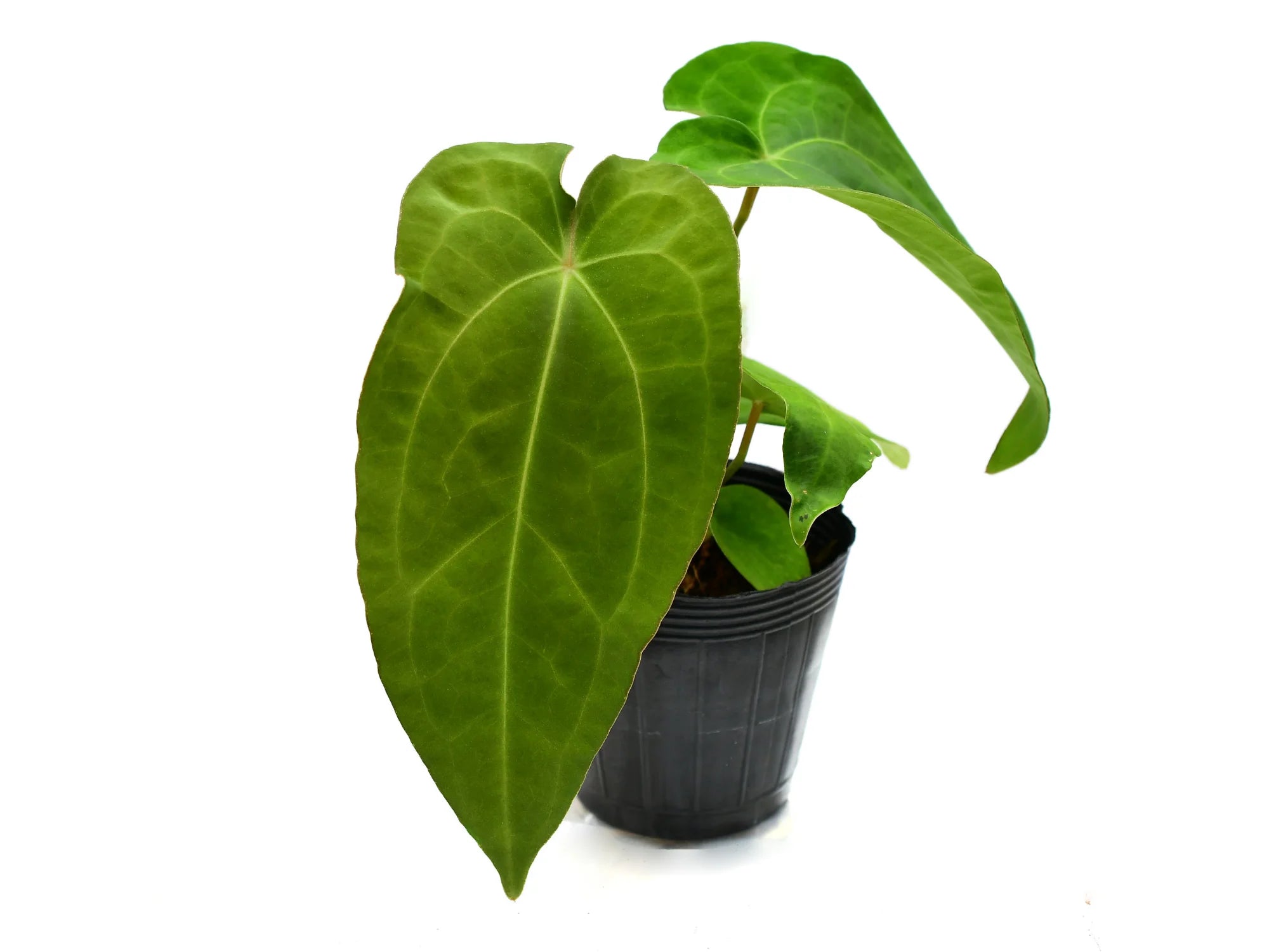 planta anthurium Anthurium Betsy paradise