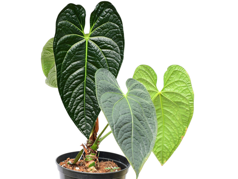 Anthurium Black Diamond