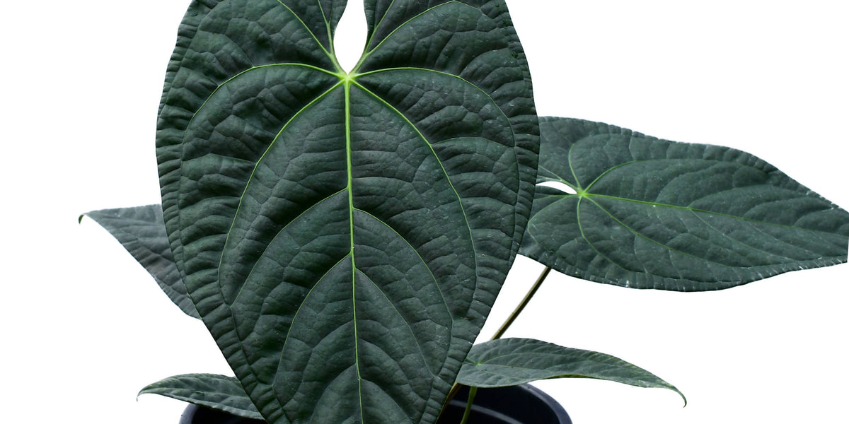 Anthurium_Black_Diamond_Invers
