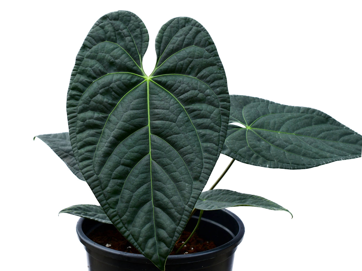 black marie anthurium price Anthurium Black Diamond 'Inverse crossing' (seedling) — Ecuagenera USA Corp