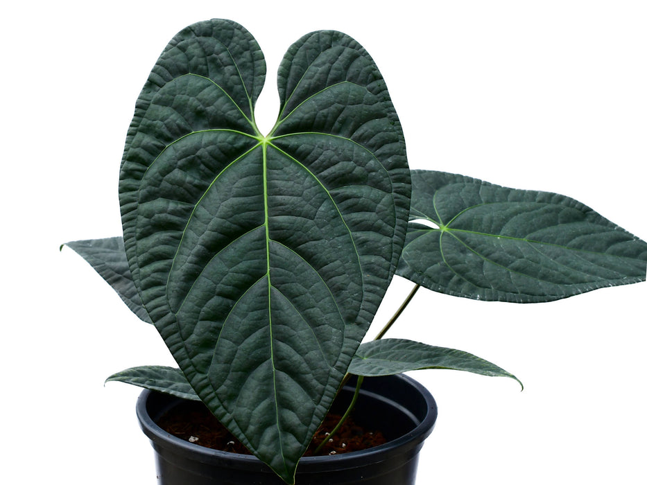 Anthurium Black Diamond 'Inverse crossing' (seedling) — Ecuagenera
