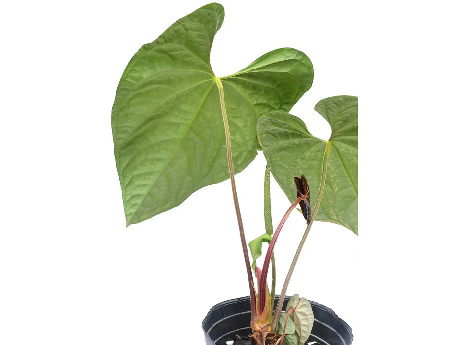 Anthurium Black Diamond 'Inverse crossing' (seedling) — Ecuagenera
