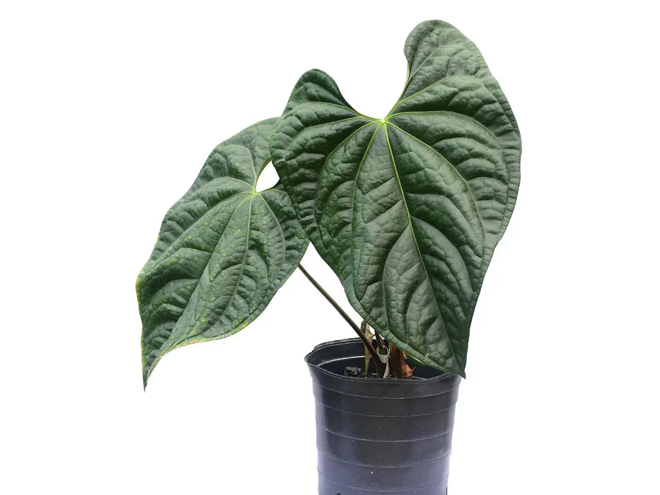 anthurium noir Anthurium Black Diamond 'Inverse crossing' (seedling) — Ecuagenera USA Corp