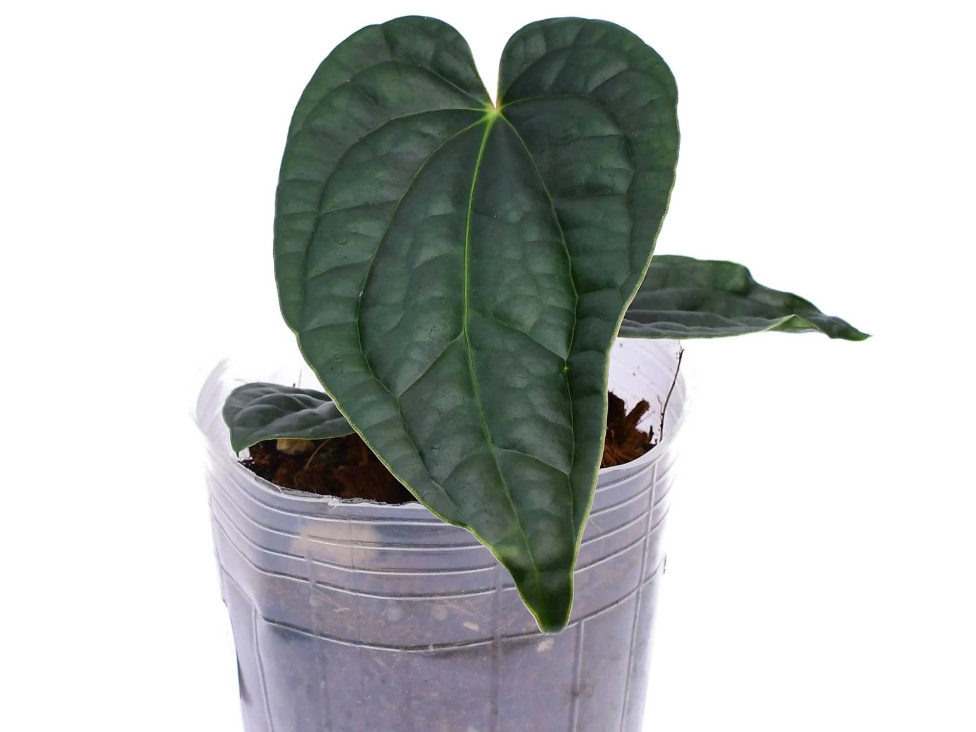 Anthurium Luxury in Black 'Diamond' (XS) — Ecuagenera USA Corp
