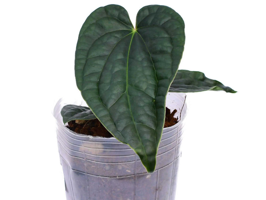 Anthurium Black Diamond x Anthurium luxurians XS
