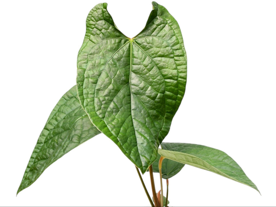 anthurium jade Anthurium Black Magic - Hybrid Jade x Luxurians