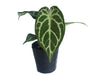 Anthurium Blushed Forget