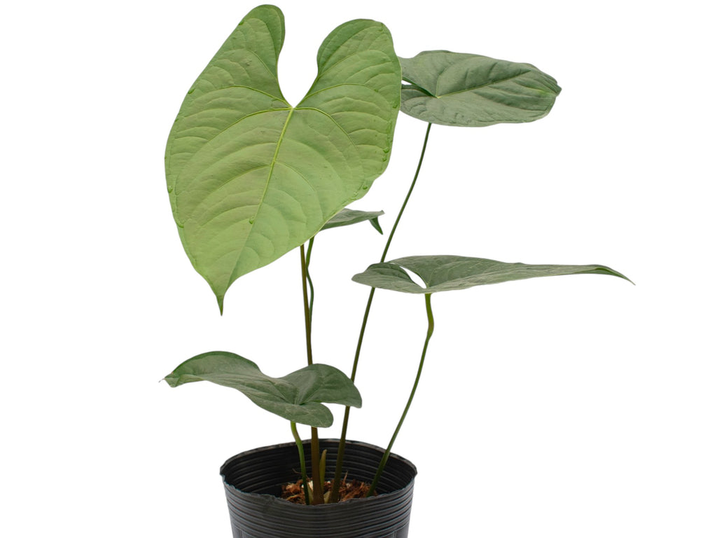 Anthurium Bradley Spirit — Ecuagenera USA Corp