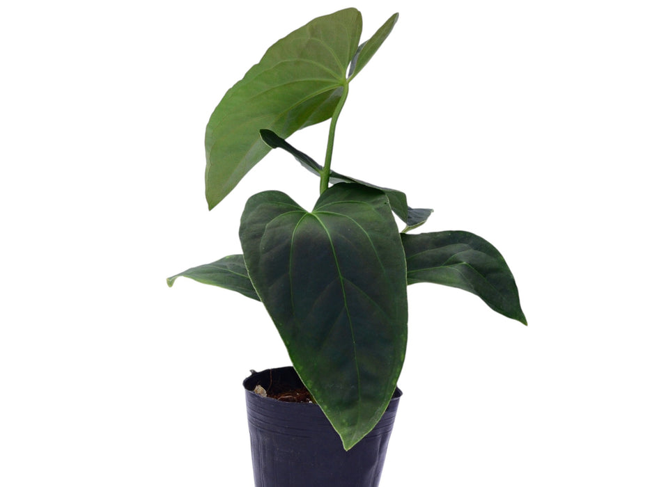 Anthurium Soul of the Andes
