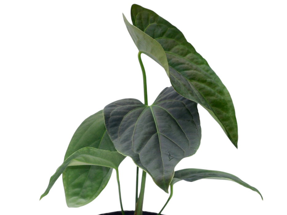 Anthurium Soul of the Andes
