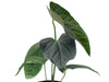Anthurium Soul of the Andes
