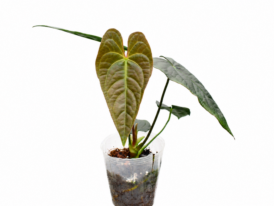Anthurium Caamaño's Diamond