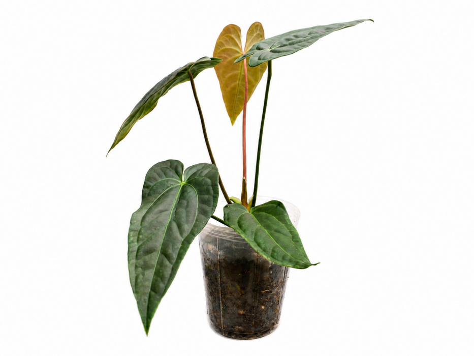 Anthurium Caamaño's Diamond