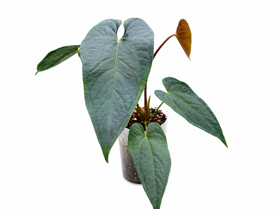 Anthurium Caamaño's Diamond